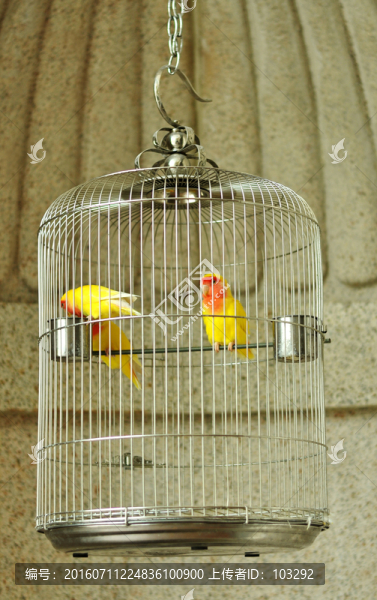 鳥(niǎo)籠里的鸚鵡