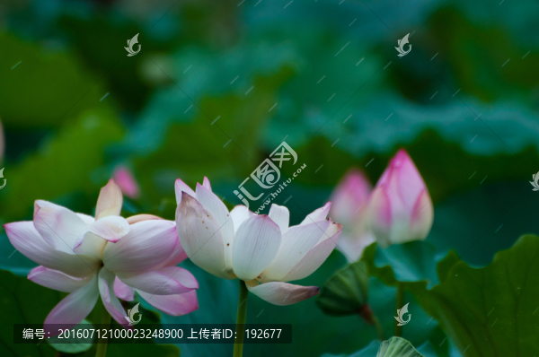 夏荷