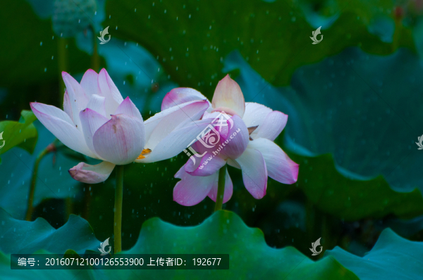 夏荷