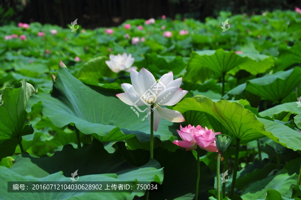 荷花