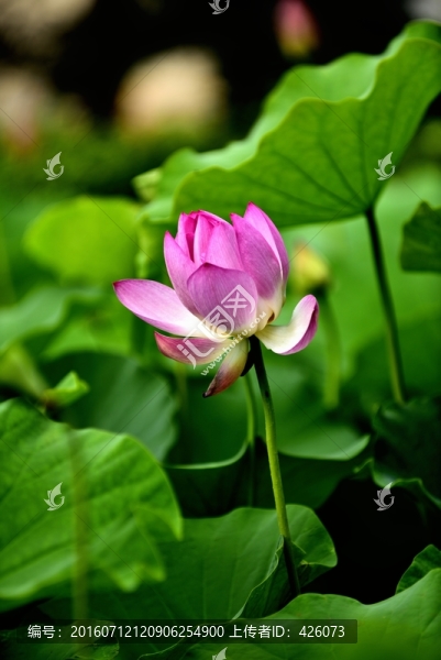 紅蓮花