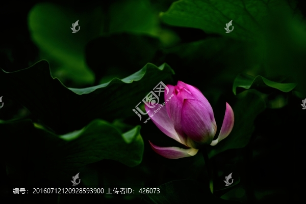 寂寞紅蓮