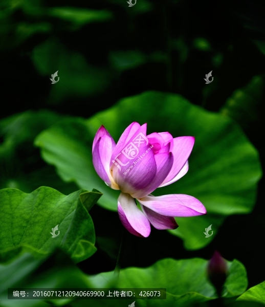 蓮花