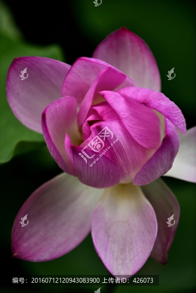 紅蓮花