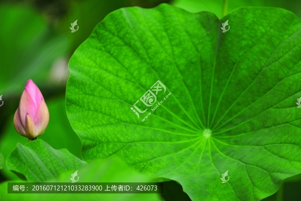 荷葉,荷花