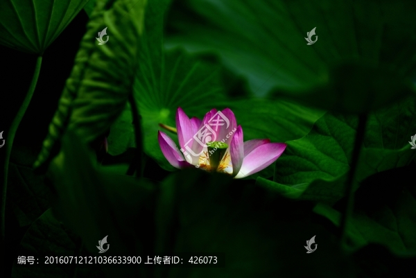 蓮的心事
