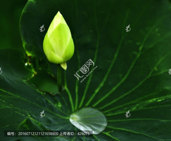 白蓮,露珠