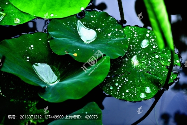 荷葉,雨露