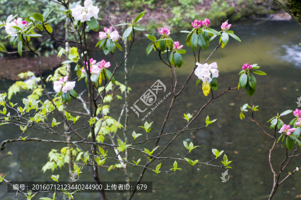 杜鵑花