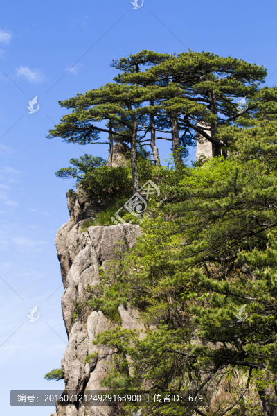 黃山奇松