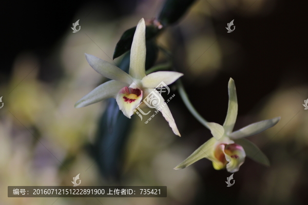 石斛花