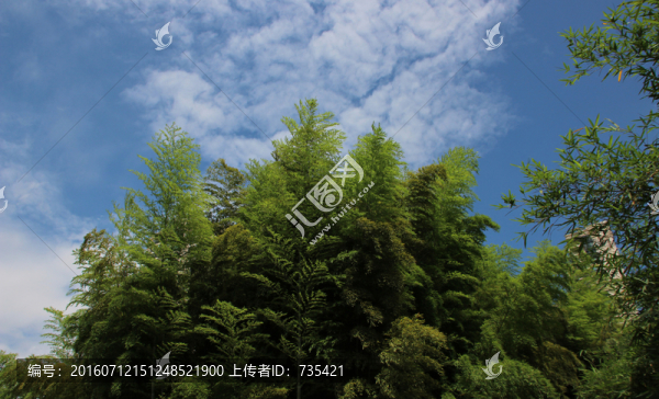 竹林藍(lán)天
