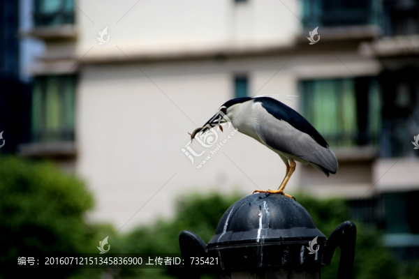 鳥