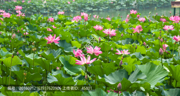 荷塘