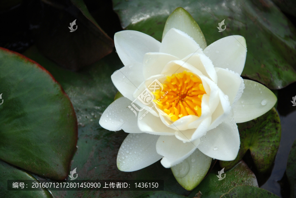 睡蓮,,荷花
