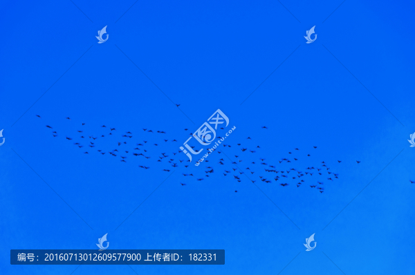 天空飛鳥