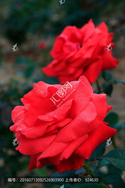 紅玫瑰花兩朵特寫帶露珠