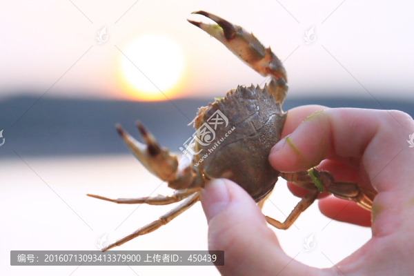 捉螃蟹