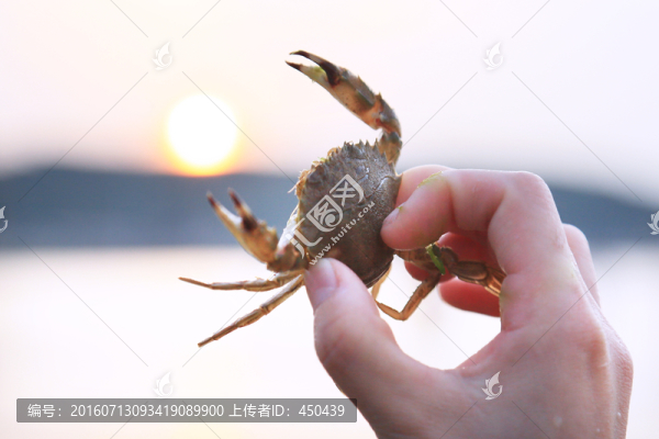 捉螃蟹
