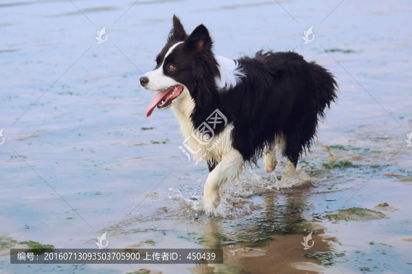 邊境牧羊犬