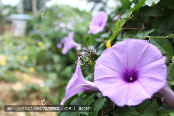 喇叭花