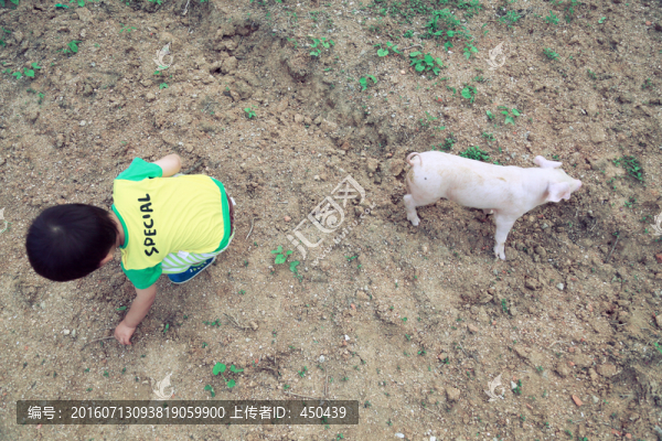 小豬仔