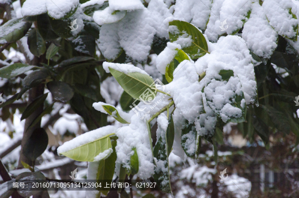 雪景枝條
