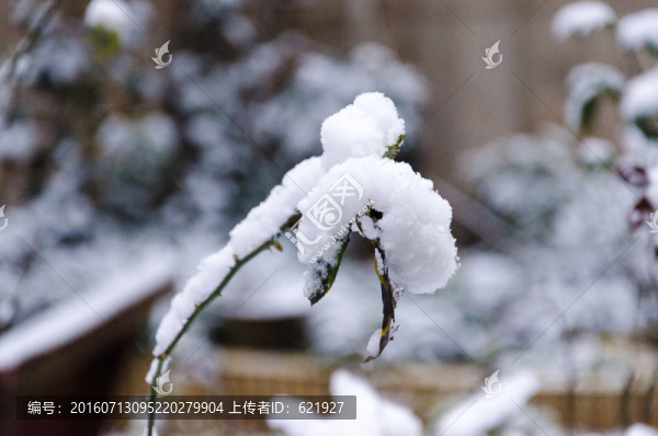 雪景枝條