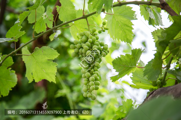 葡萄架