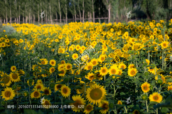 葵花