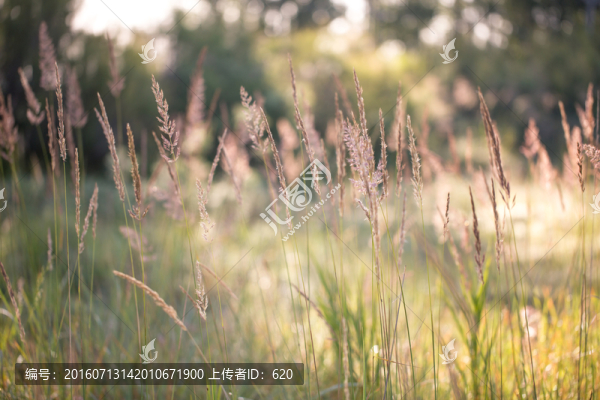 野草