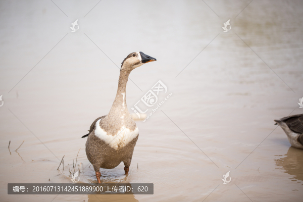 鵝