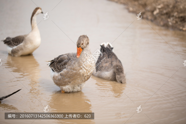 鵝