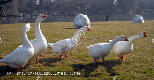 白鵝
