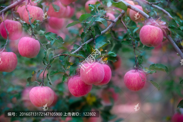 蘋(píng)果