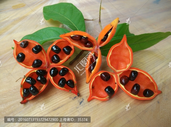 蘋婆果