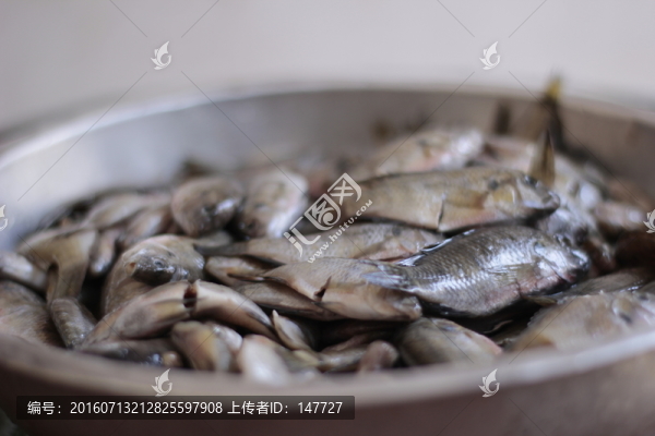 野生羅非魚仔,生魚小魚