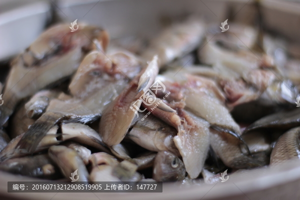 野生羅非魚仔,生魚小魚