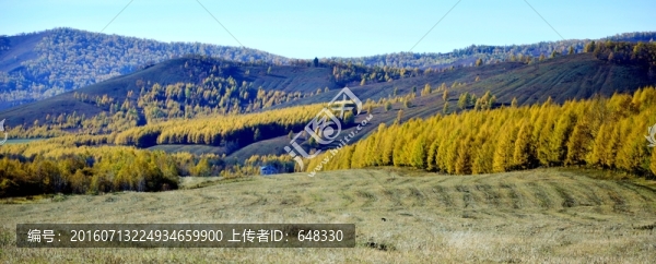 滿山秋