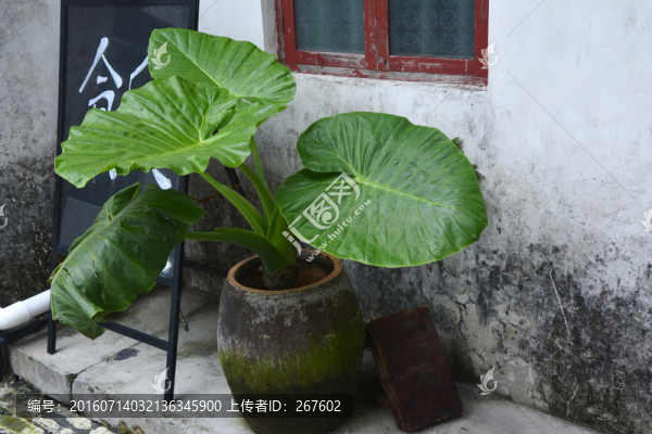 盆栽