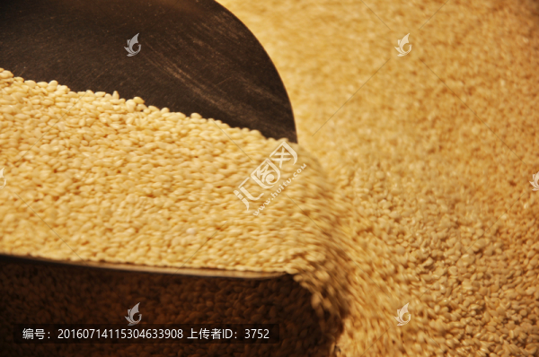 芝麻,白芝麻