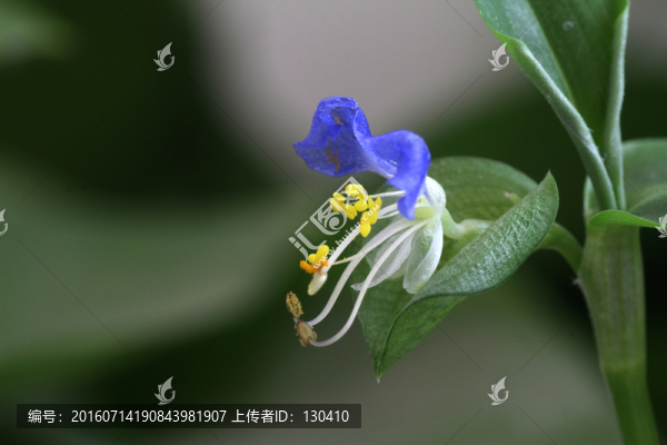 綠蘿花,綠蘿