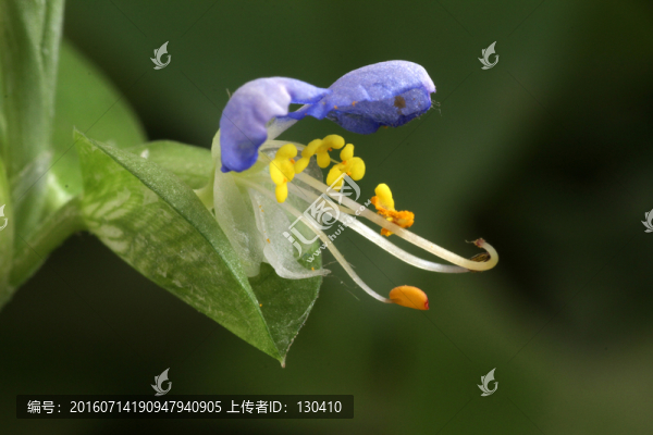 綠蘿,綠蘿花