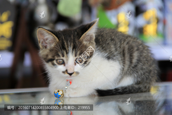 小貓咪