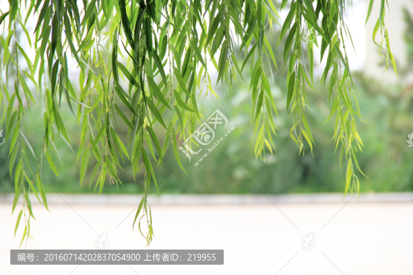柳綠