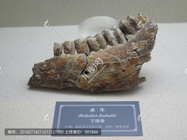 三峽博物館水牛下頜骨