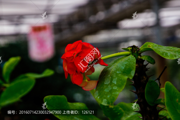 鮮花