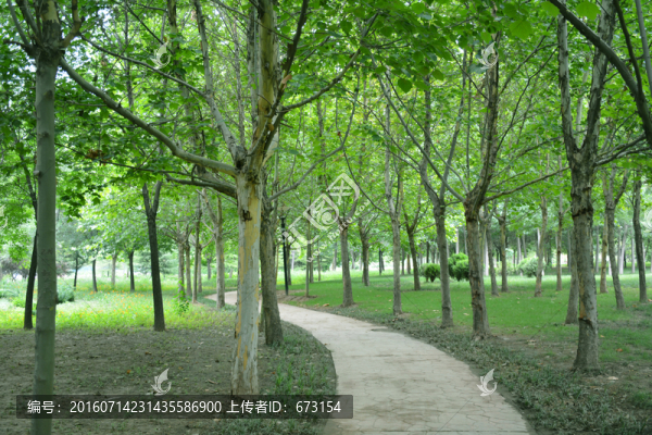 樹林