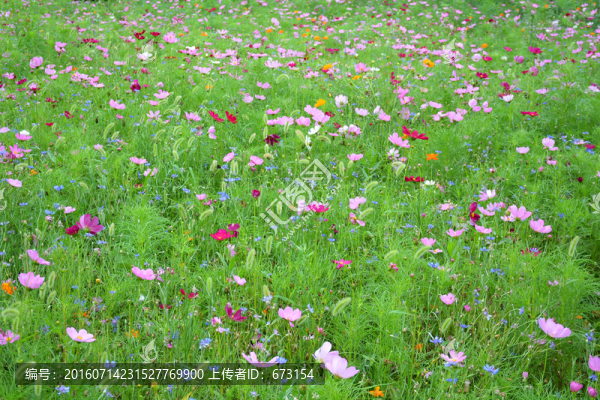 花海
