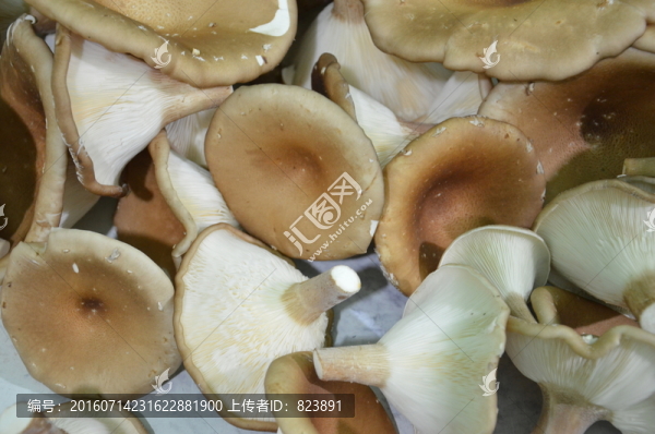 豬肚菇